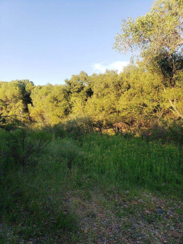 Mobile Homes, Horses & Livestock Approved! 1/4 AC Cottonwood Lane