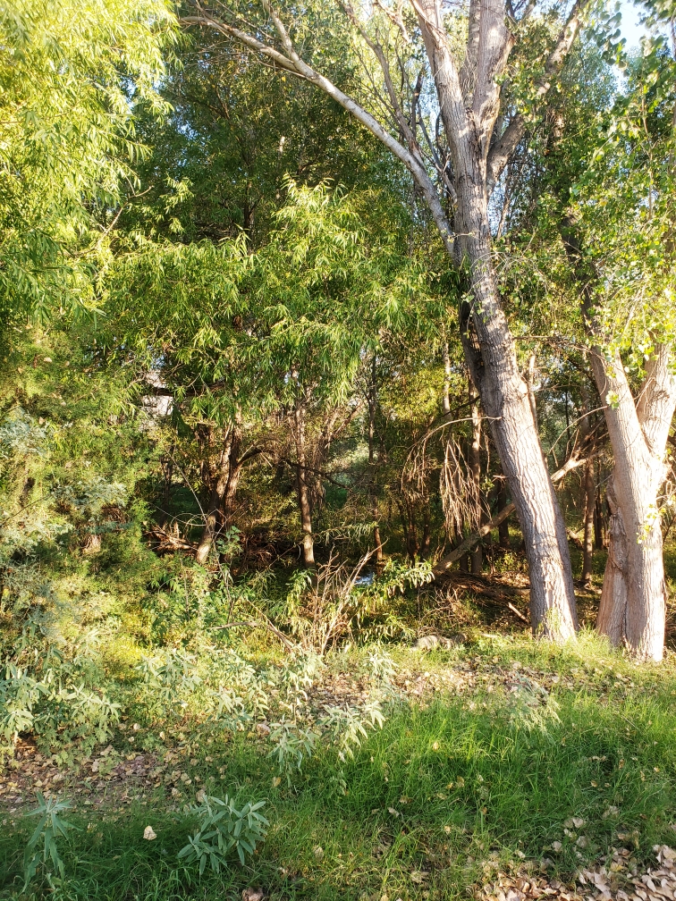 Mobile Homes, Horses & Livestock Approved! 1/4 AC Cottonwood Lane