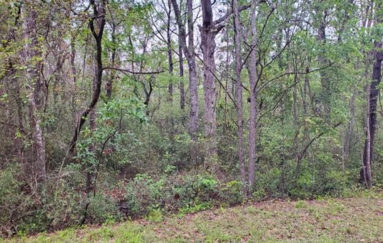 Large Middleburg, Florida Lot! 4824 Elizabeth Ct, Middleburg, FL 32068